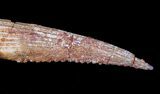 Hybodus Shark Dorsal Spine - Cretaceous #12466-1